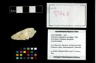 Foto (Objekt + Etikett) von Pithonoton marginatum (von Meyer, 1842)  (NHMW-GEO-2014-0194-0868)